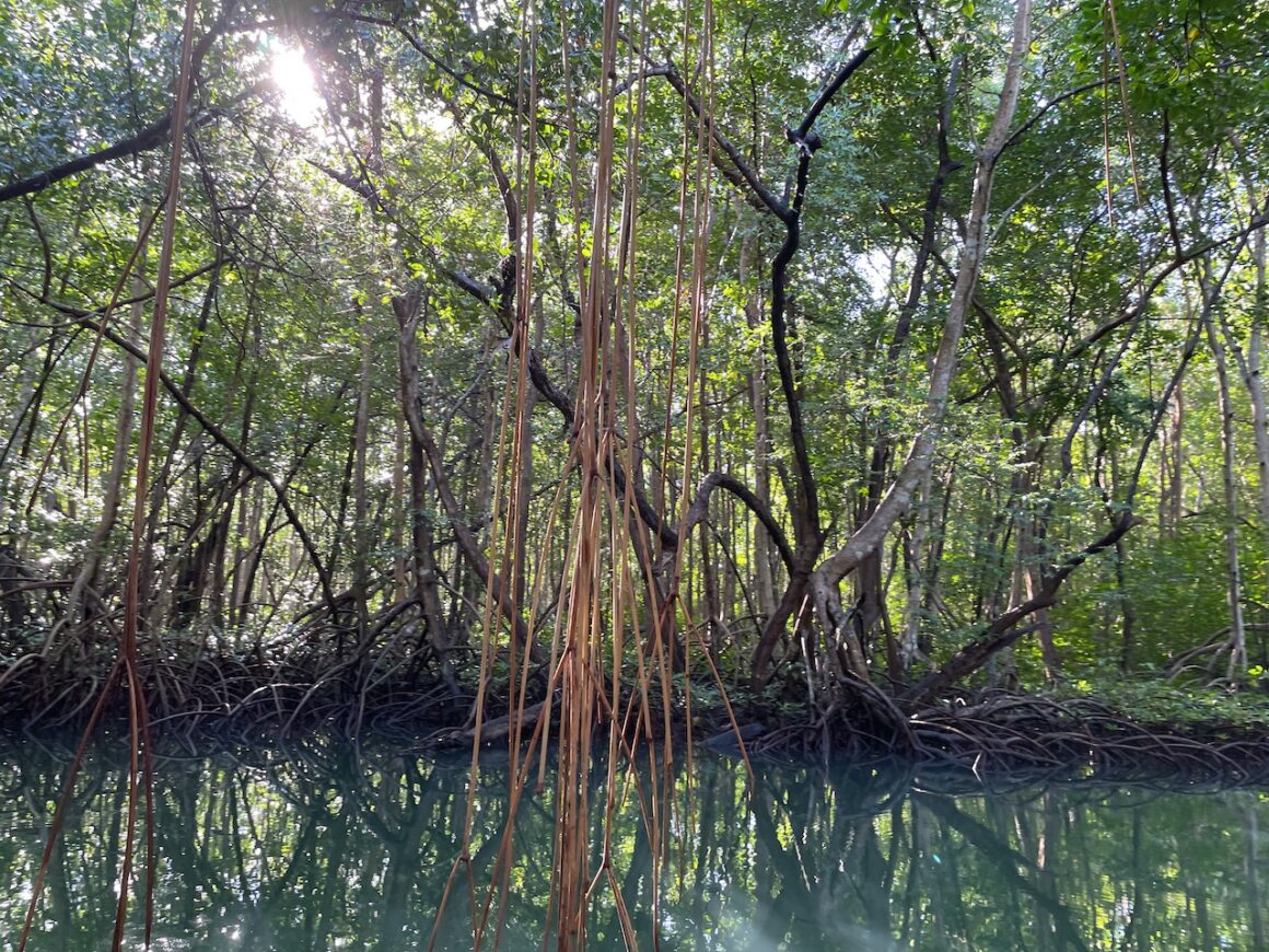 mangrove grand cul de sac marin guadeloupe